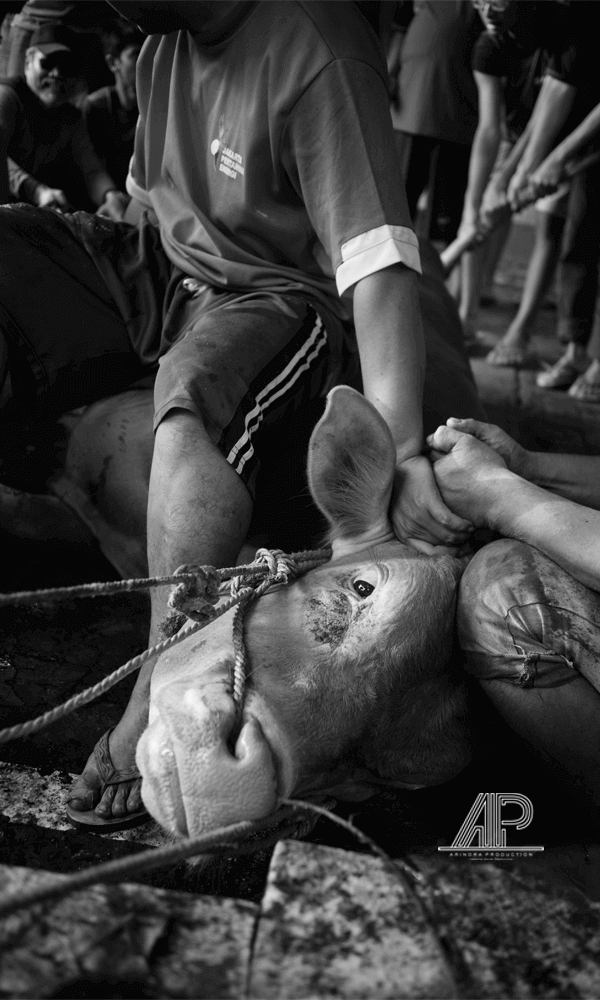 jasa video surabaya, jasa pembuatan videografi di surabaya, pembuatan video perusahaan surabaya, jasa videografi professional, jasa bikin video, jasa pembuatan video, jasa video company profile, production house surabaya, surabaya production house, pesan Jasa Video, pesan jasa live streaming